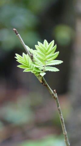 Bud springing to life